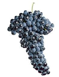 Uva Tinta
